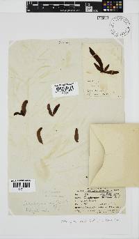 Nothogenia ovalis image