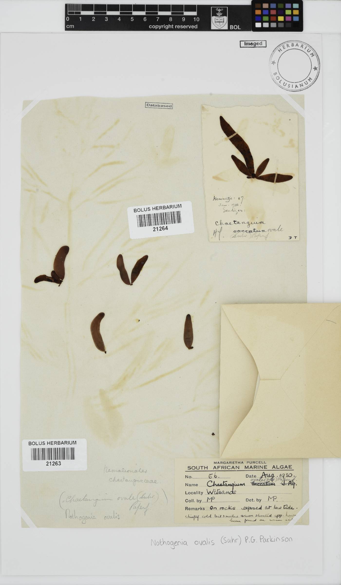 Scinaiaceae image