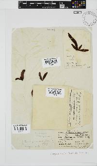 Nothogenia ovalis image