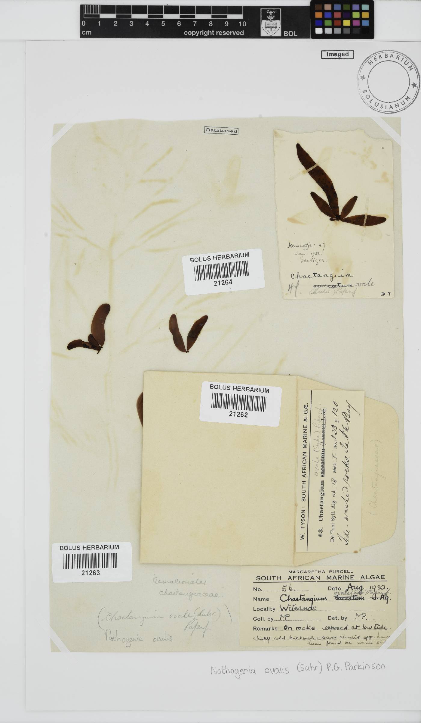 Nothogenia ovalis image