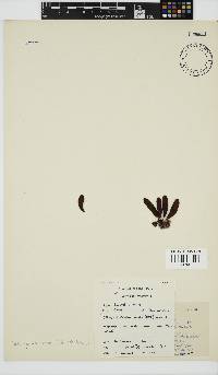 Nothogenia ovalis image