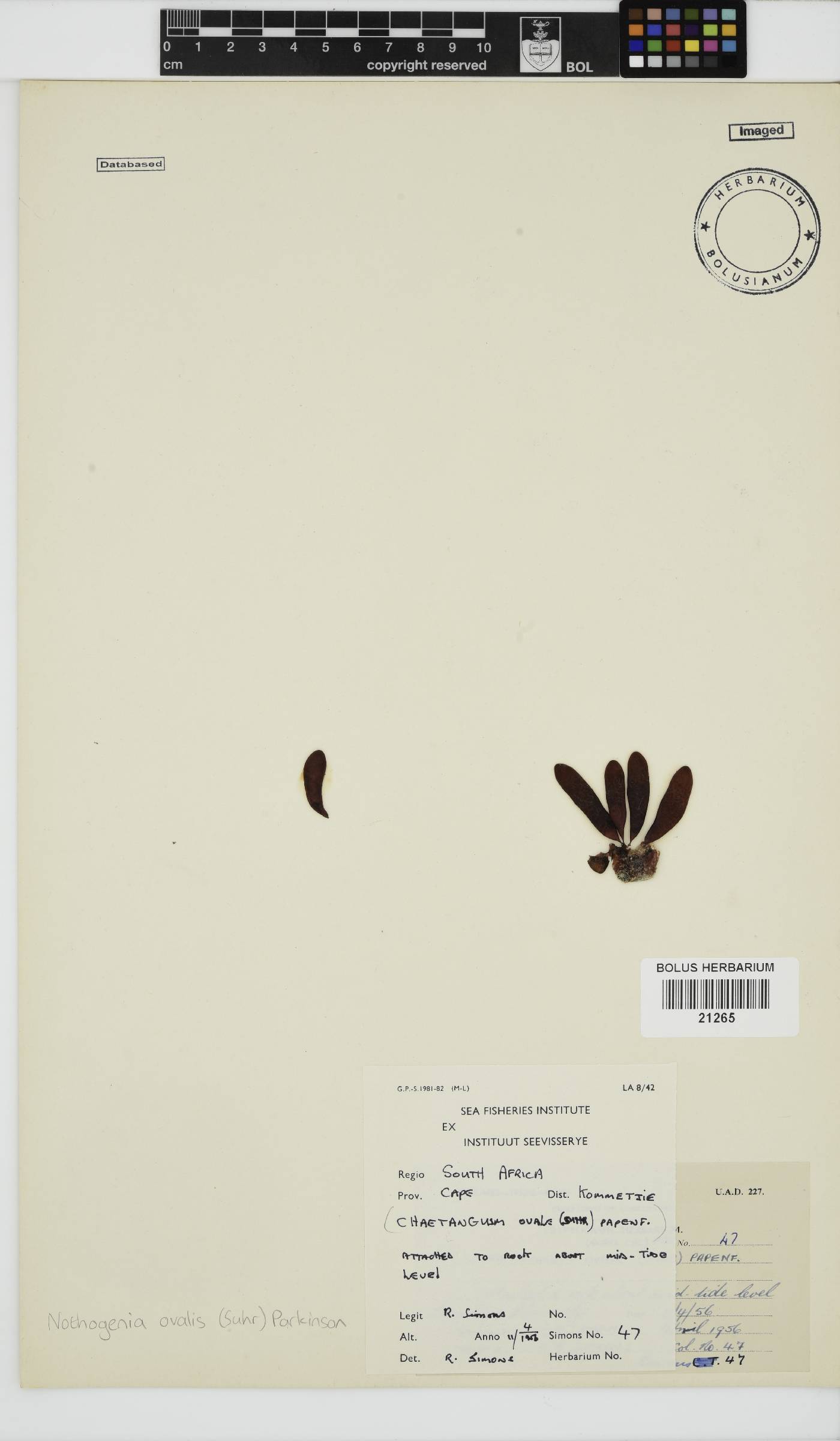 Nothogenia image