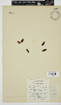 Nothogenia ovalis image