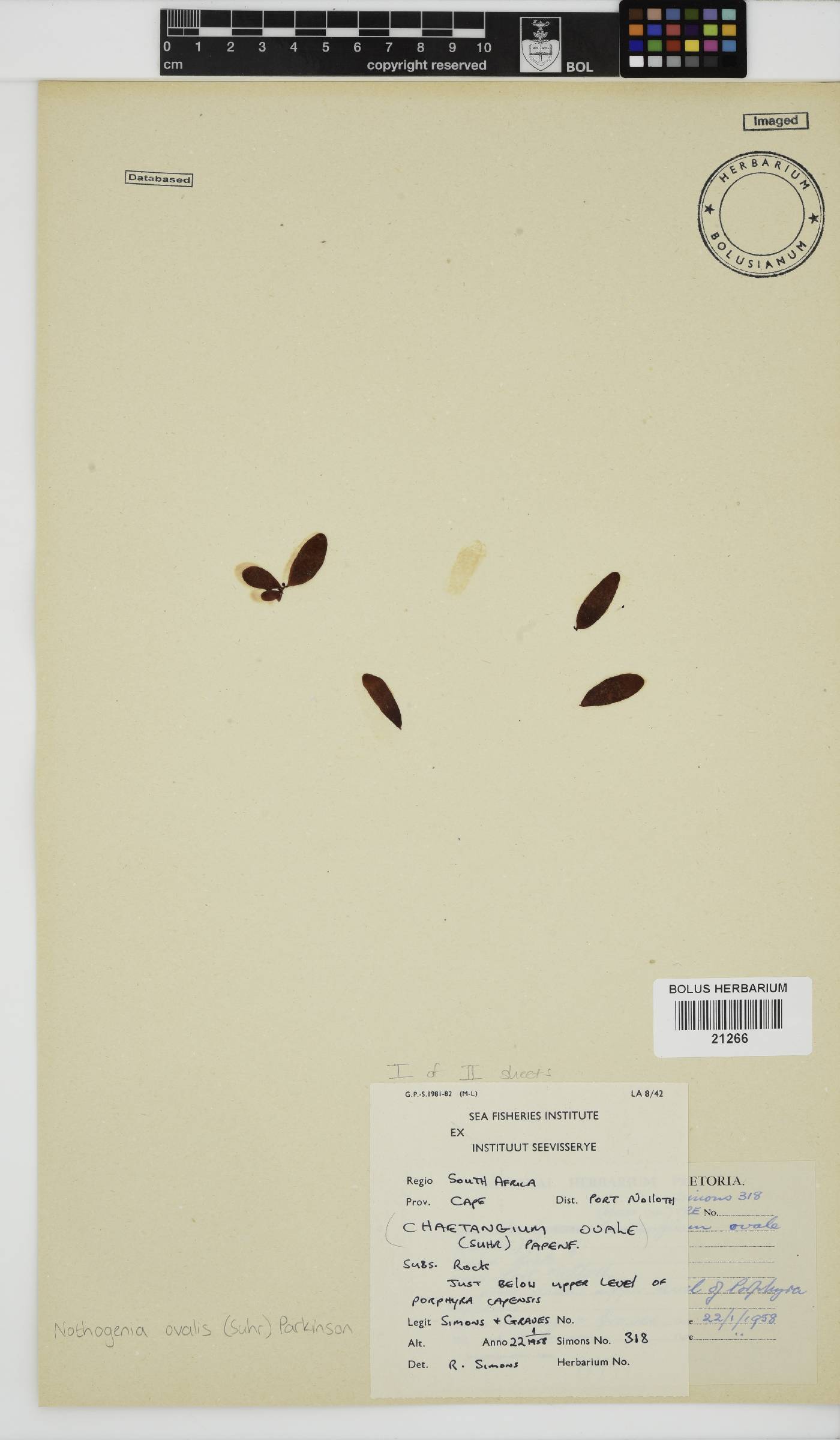 Nothogenia ovalis image