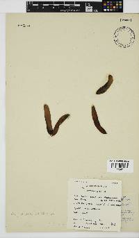 Nothogenia ovalis image