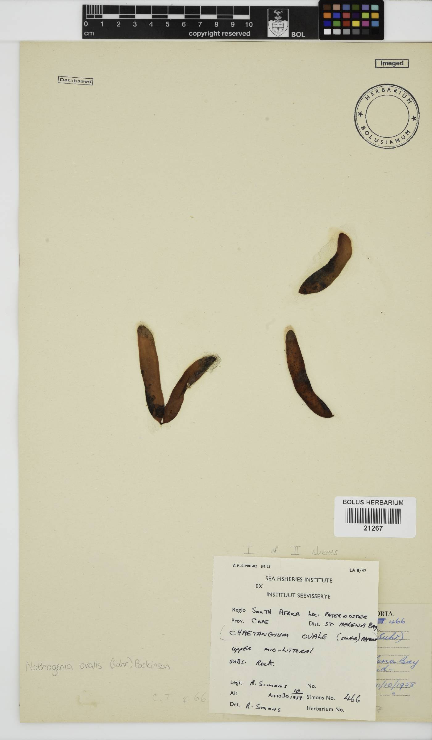 Nothogenia ovalis image