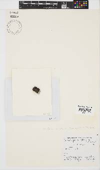 Gelidium foliaceum image