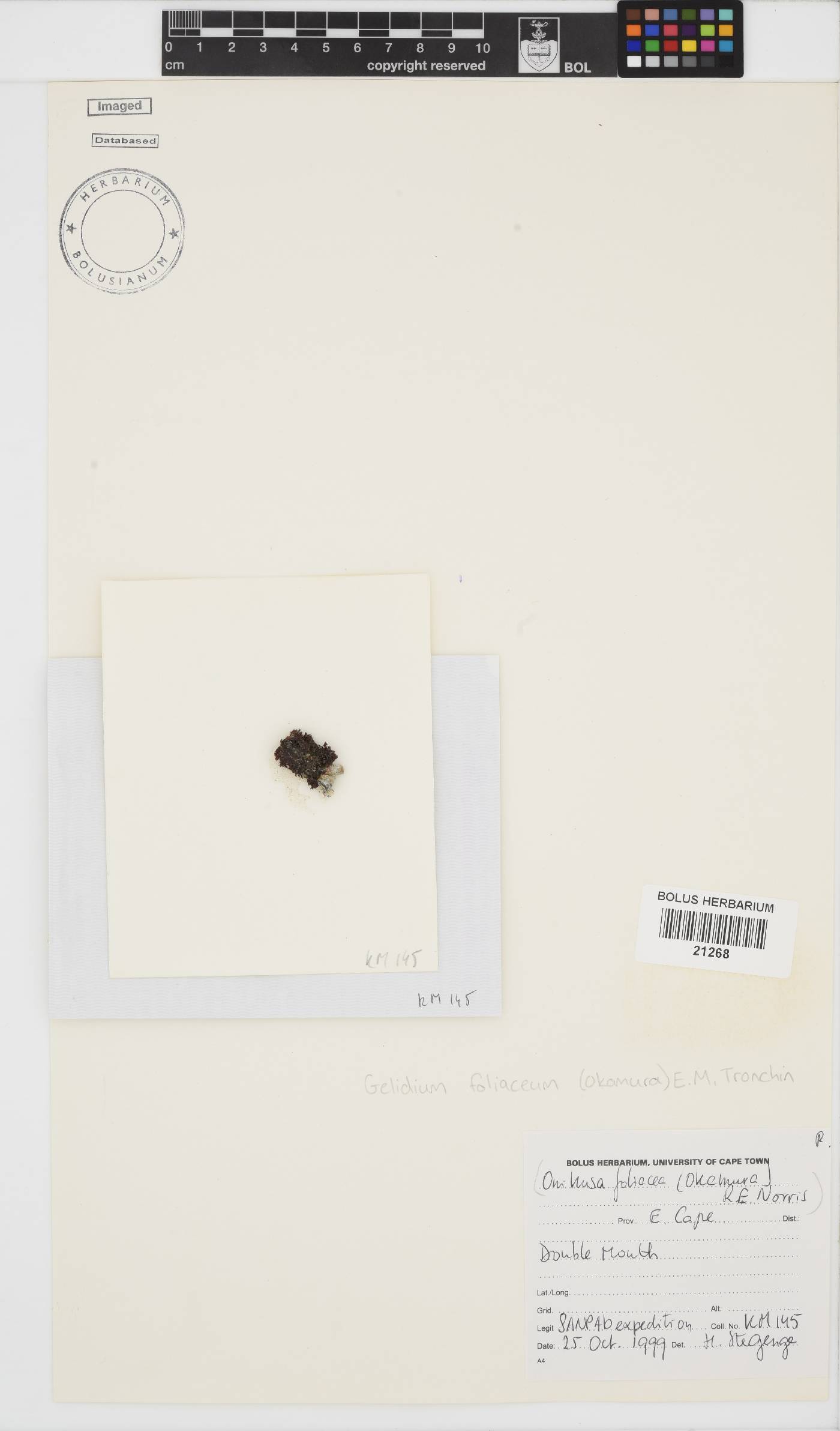 Gelidium foliaceum image
