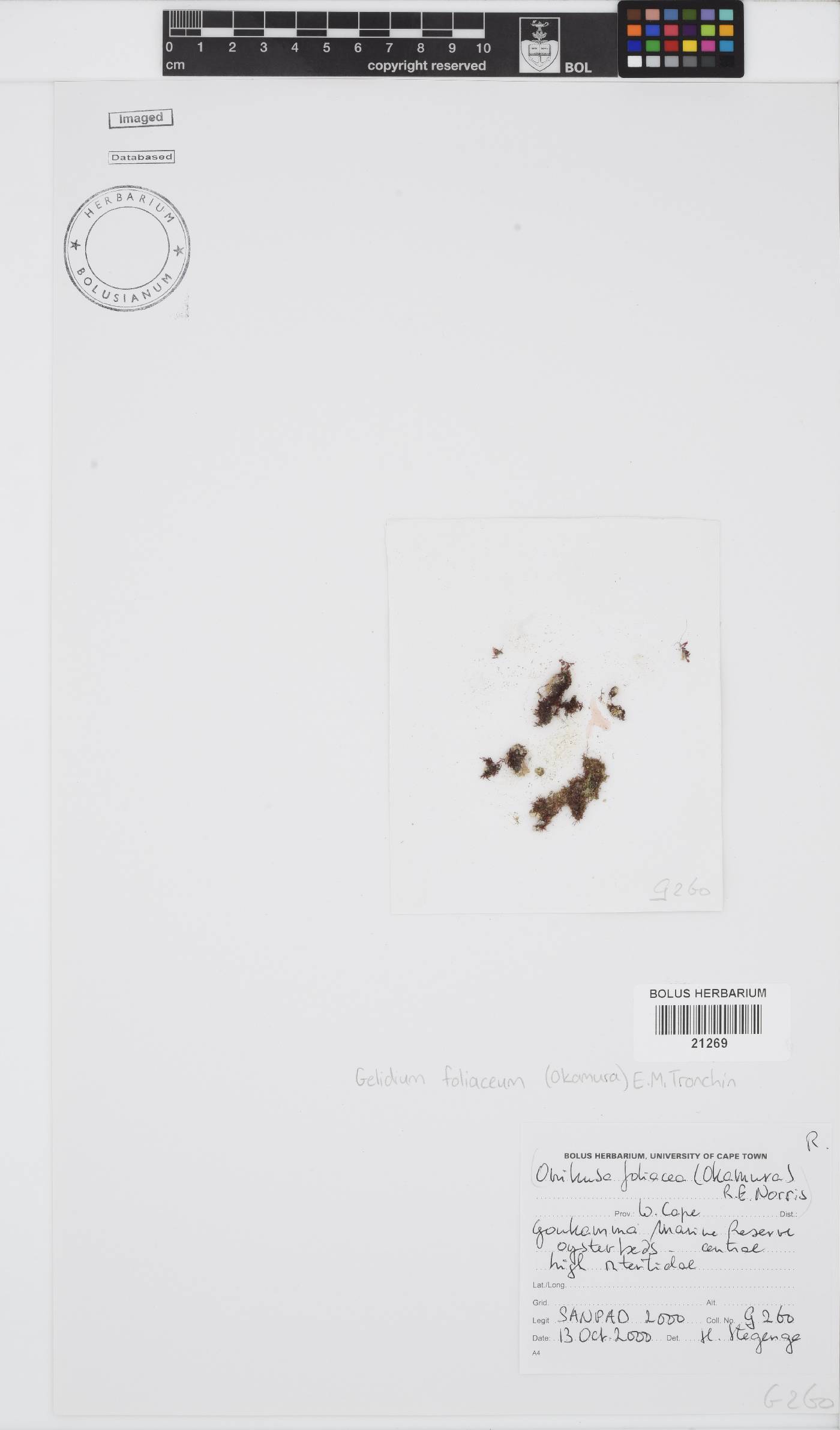 Gelidium foliaceum image