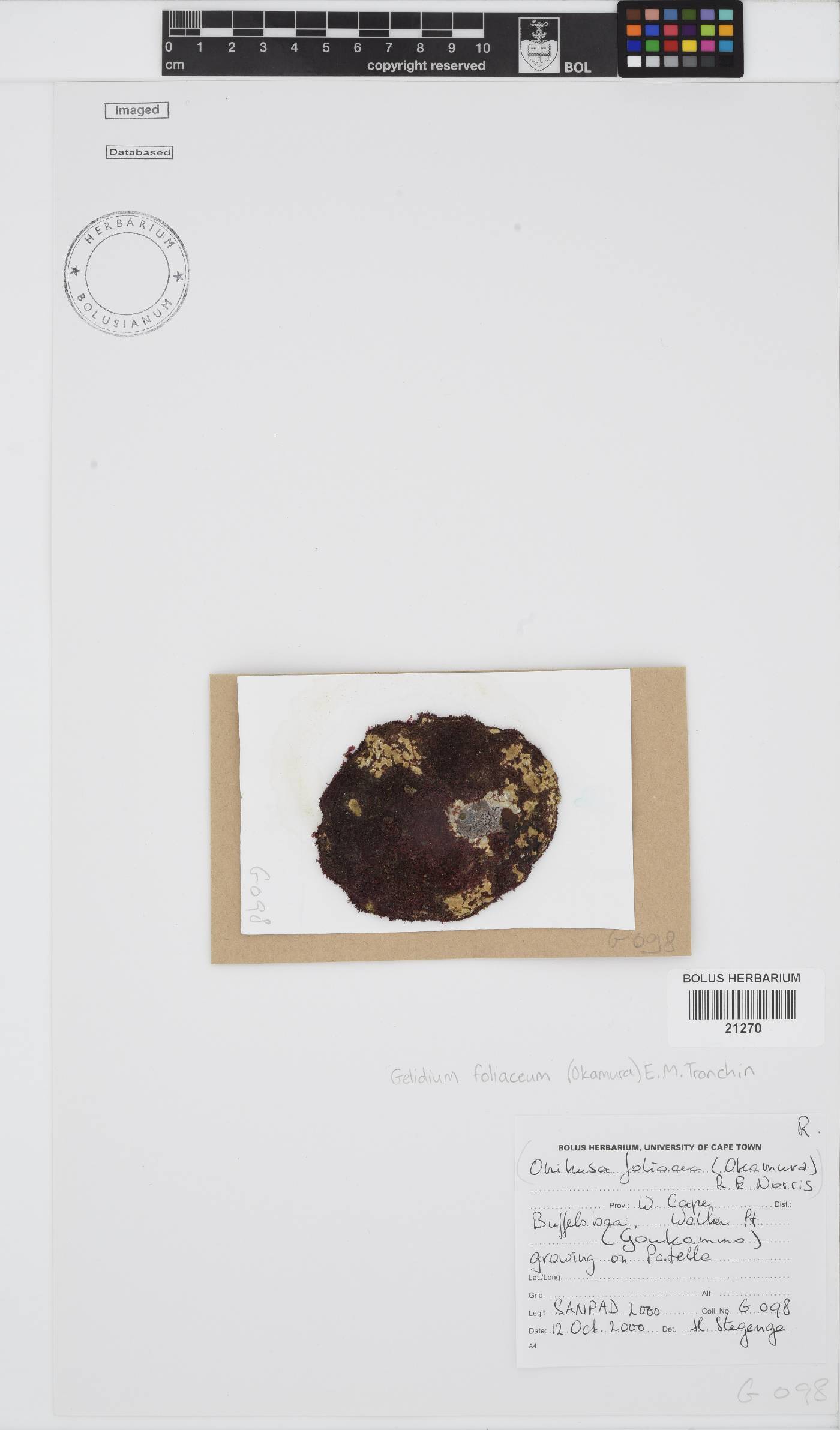 Gelidium foliaceum image