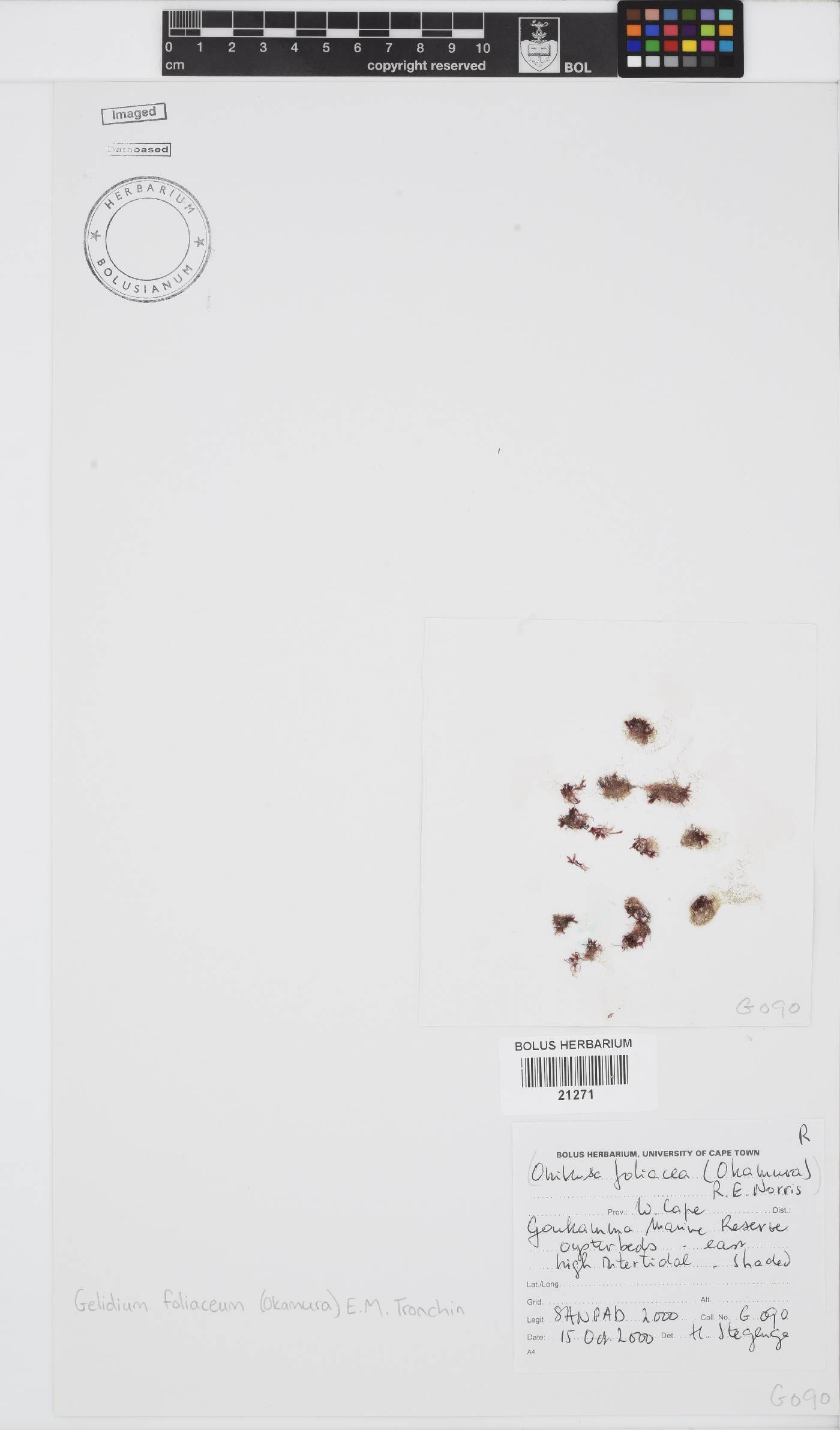 Gelidium foliaceum image