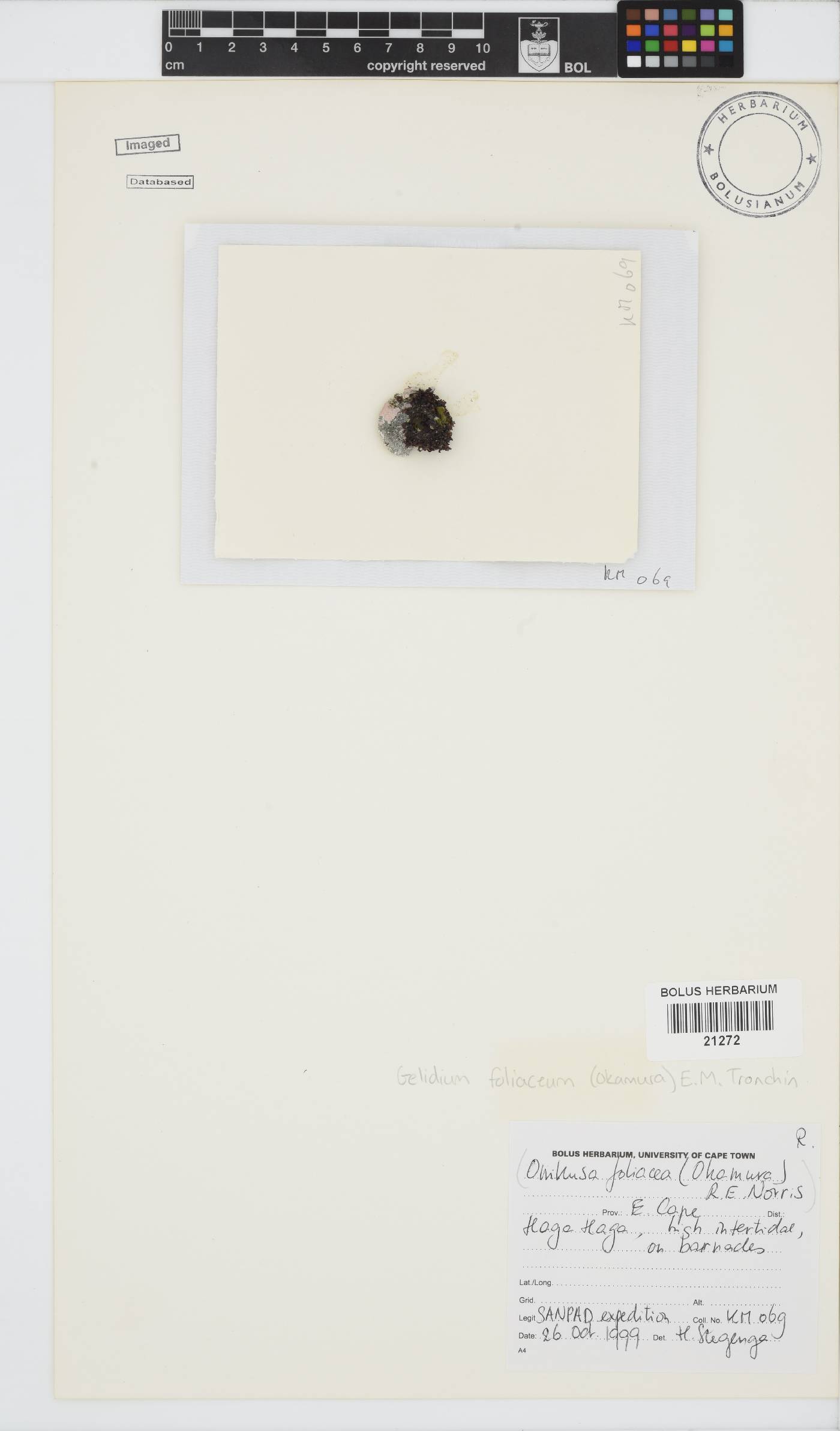 Gelidium foliaceum image