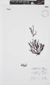 Gelidium pristoides image