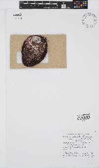 Gelidium pristoides image