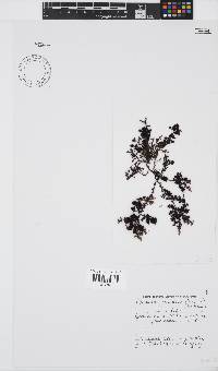 Gelidium pristoides image
