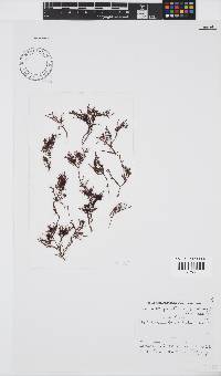 Gelidium pristoides image