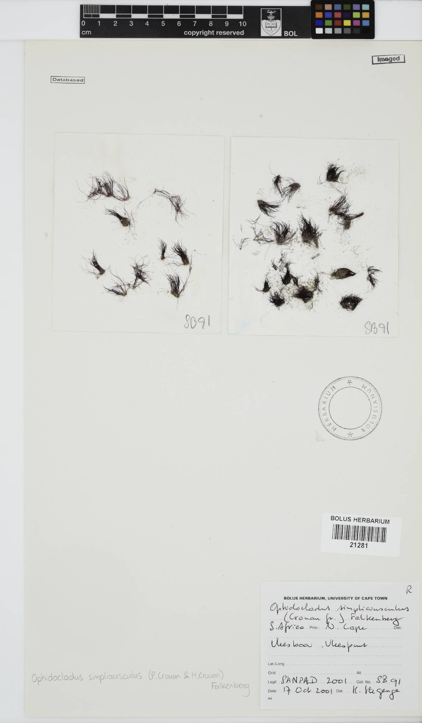 Ophidocladus simpliciusculus image