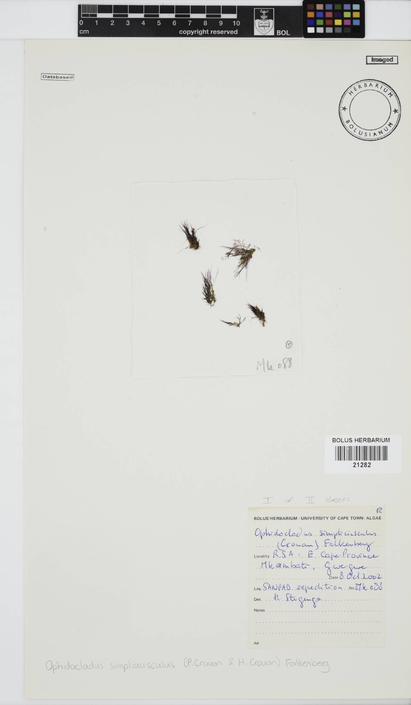 Ophidocladus simpliciusculus image
