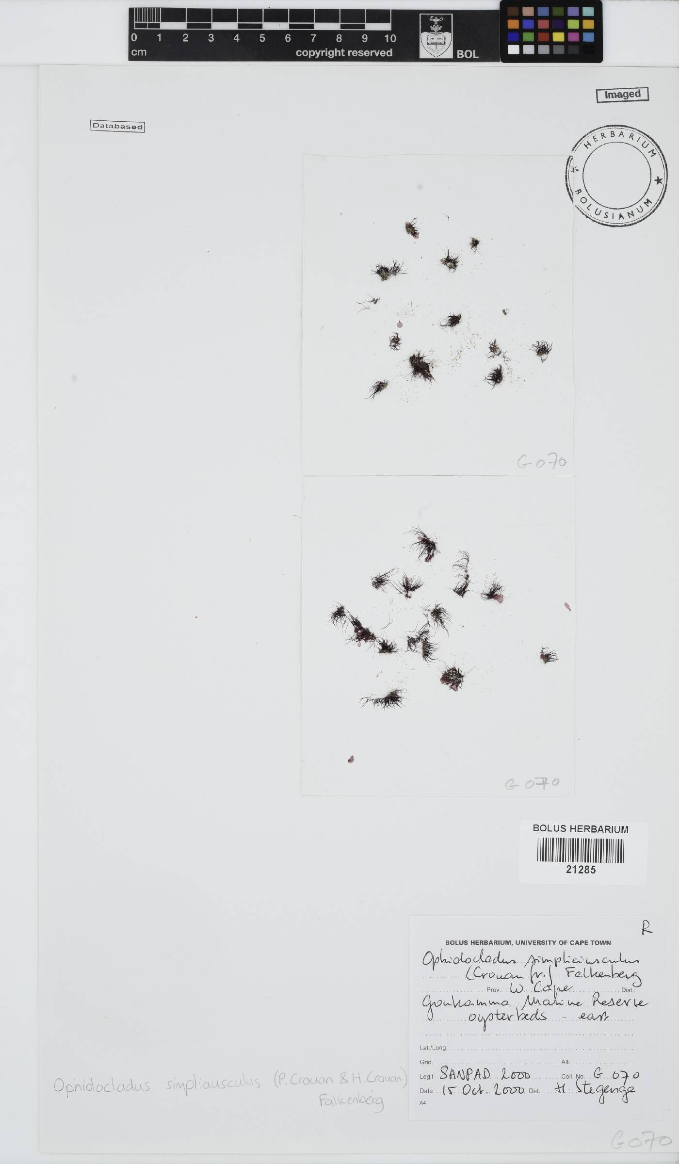 Ophidocladus image