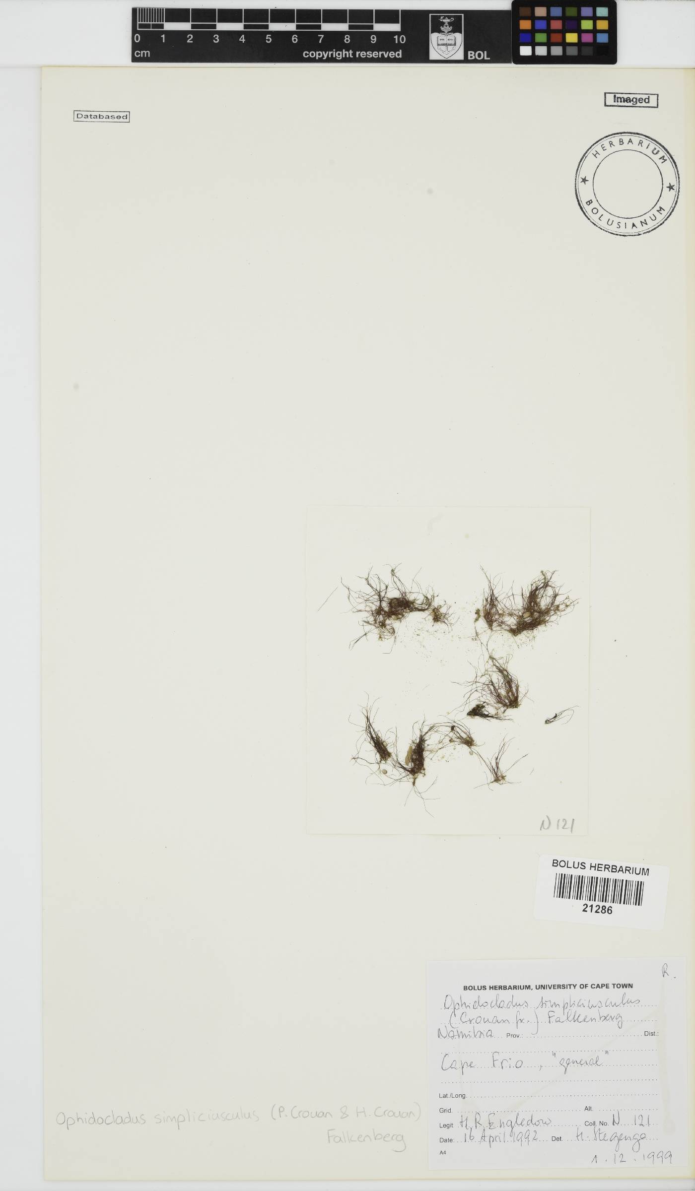 Ophidocladus image