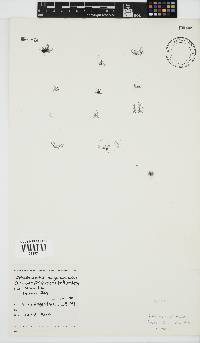 Ophidocladus simpliciusculus image