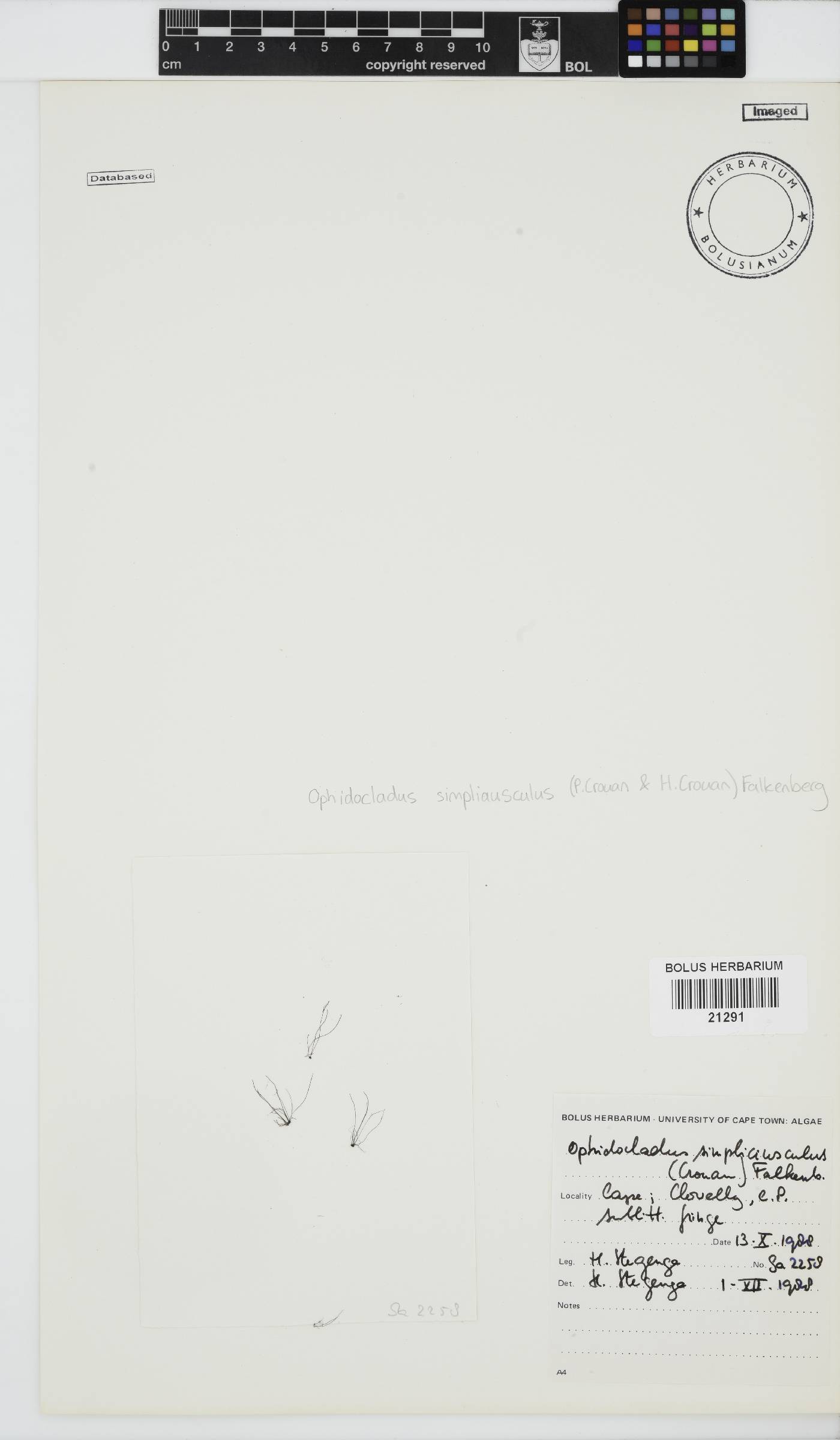 Ophidocladus image