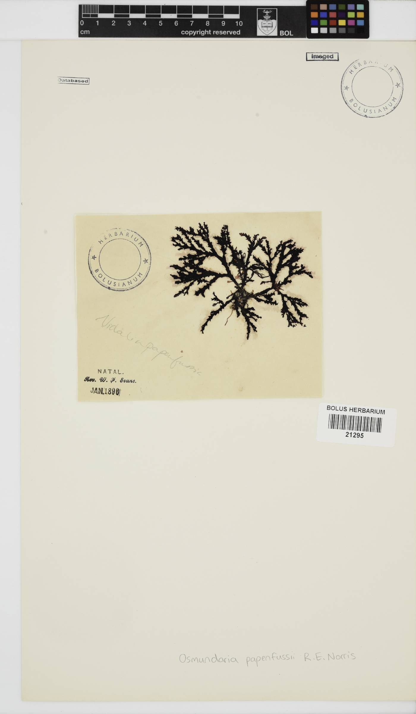 Osmundaria papenfussii image