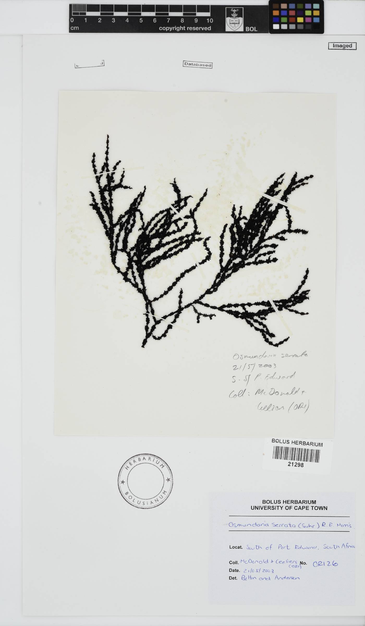 Osmundaria image