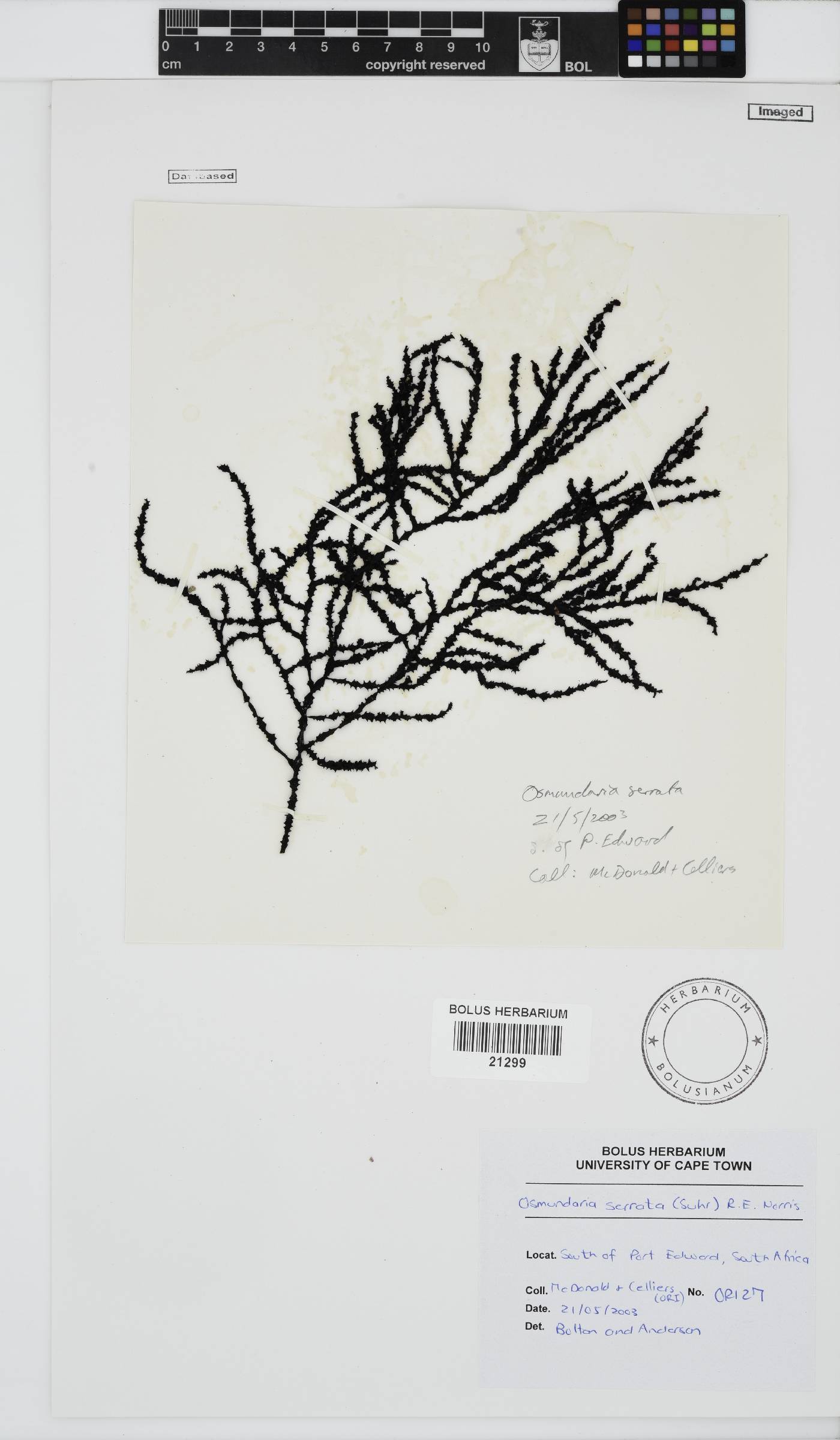 Osmundaria serrata image