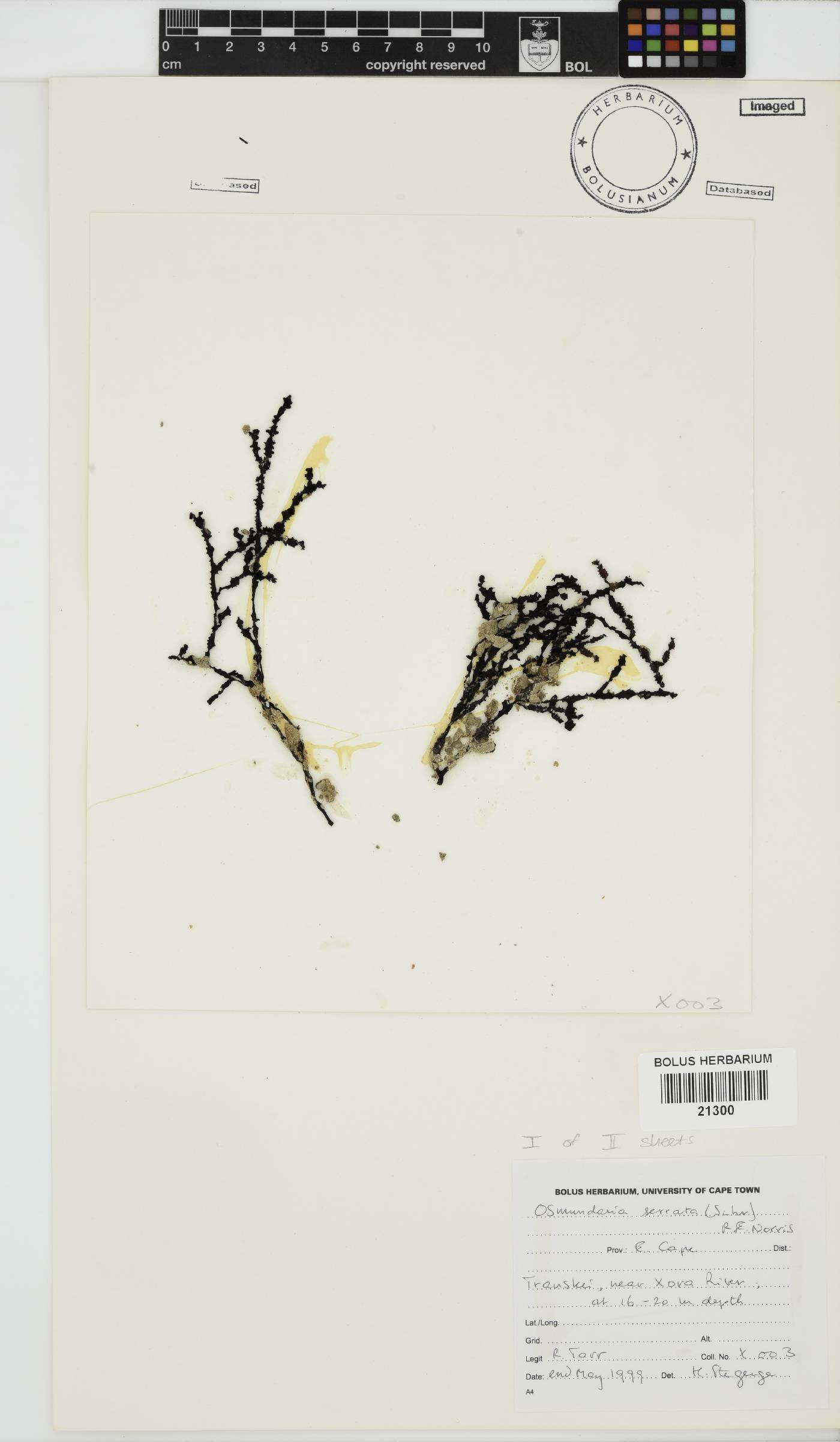 Osmundaria serrata image