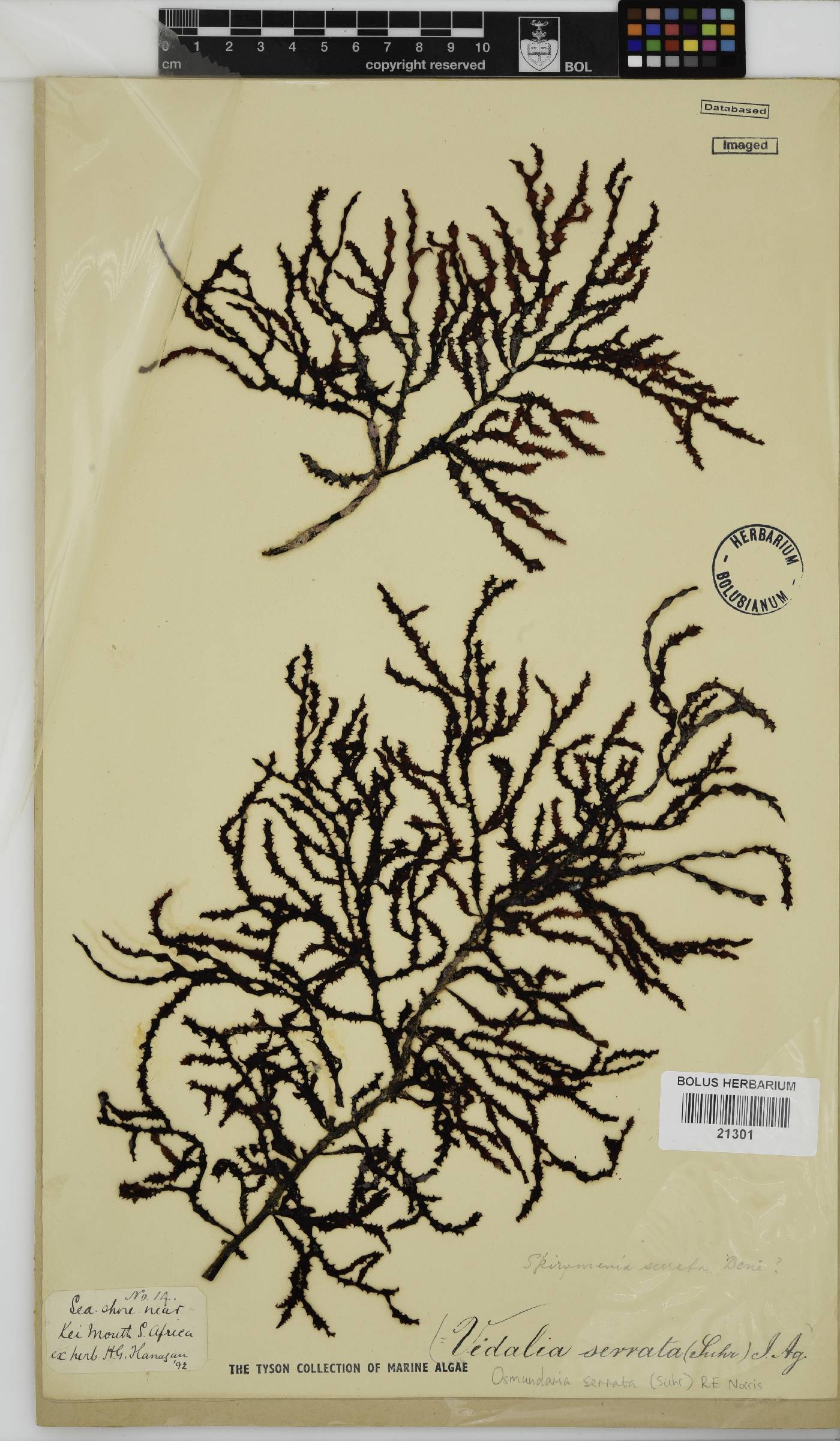 Osmundaria serrata image