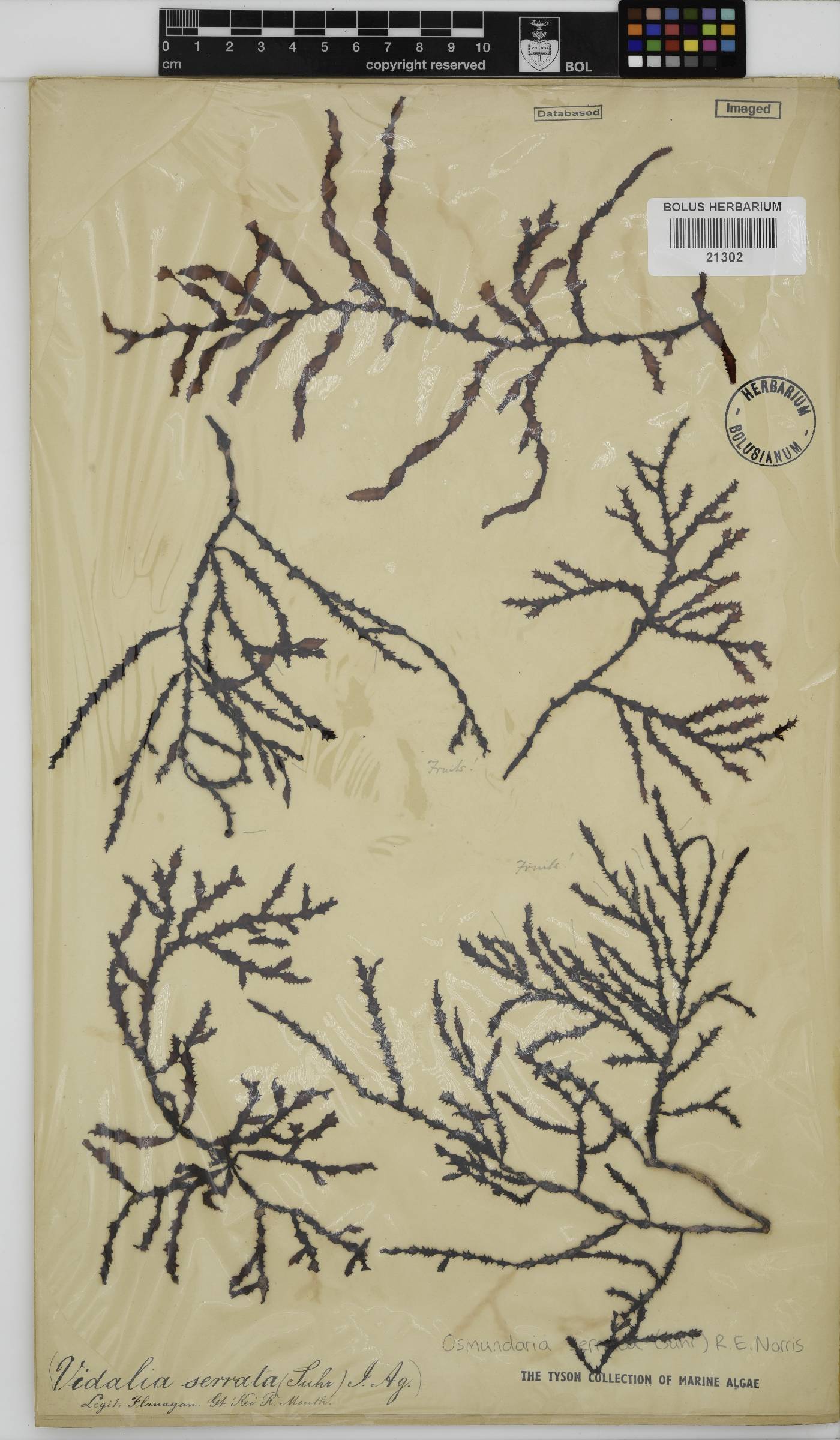 Osmundaria serrata image