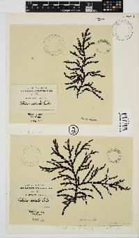 Osmundaria serrata image