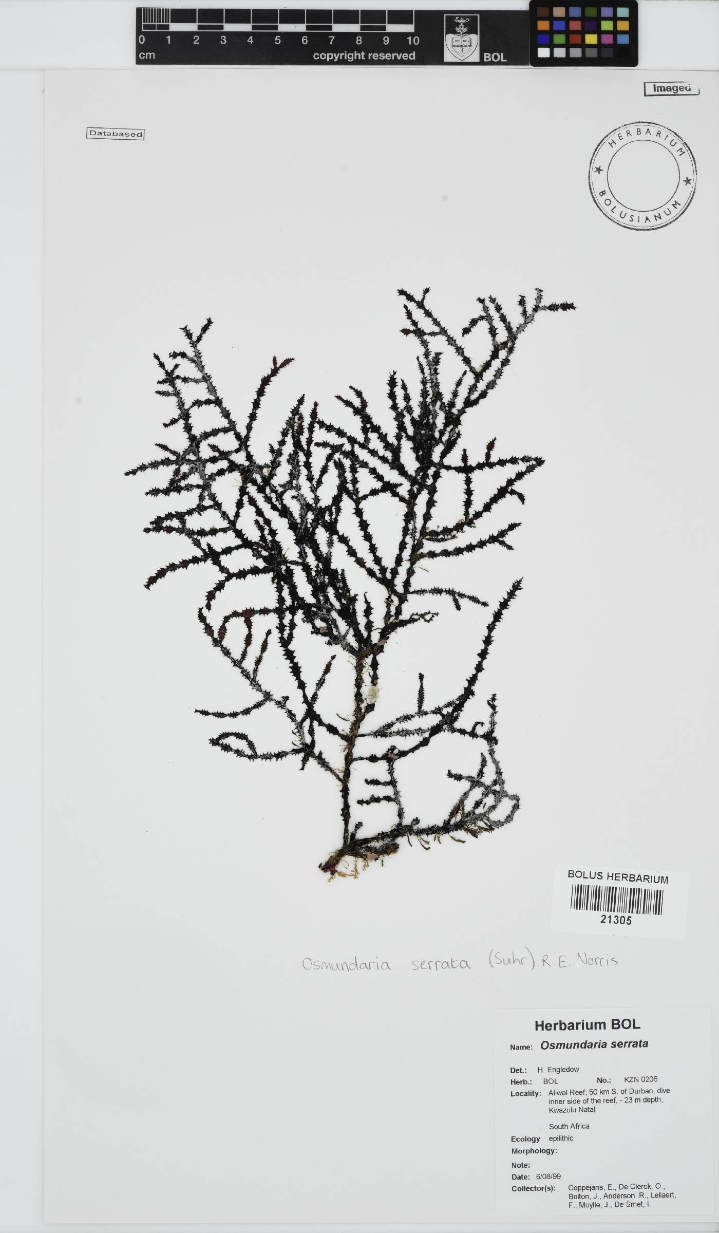 Osmundaria serrata image