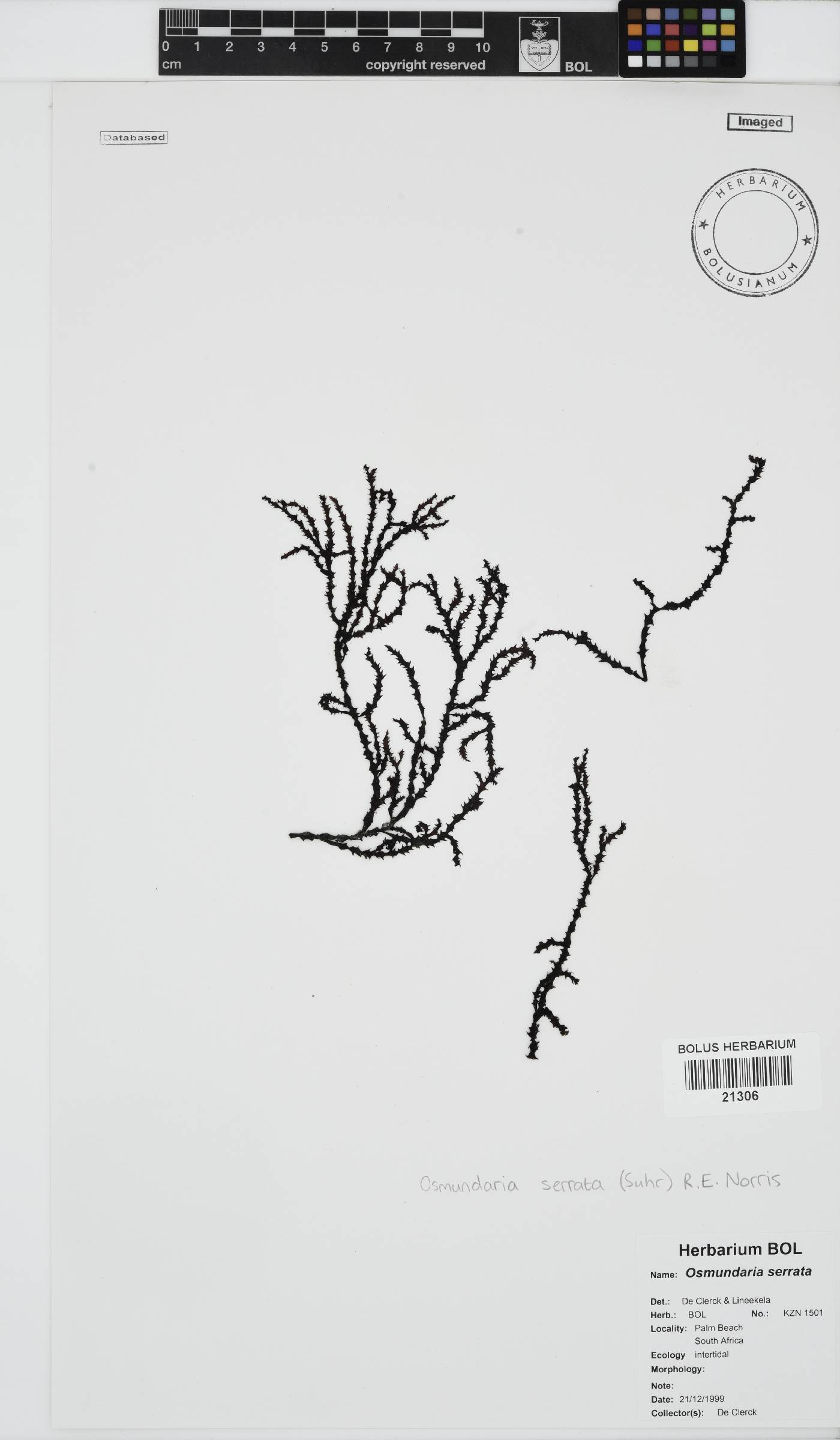 Osmundaria serrata image