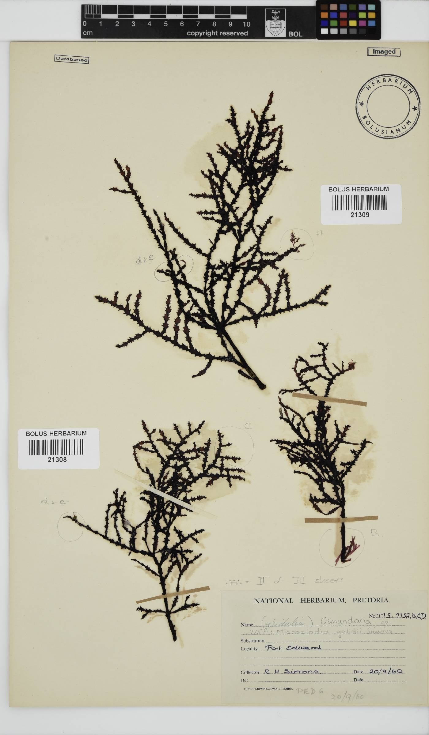 Microcladia image