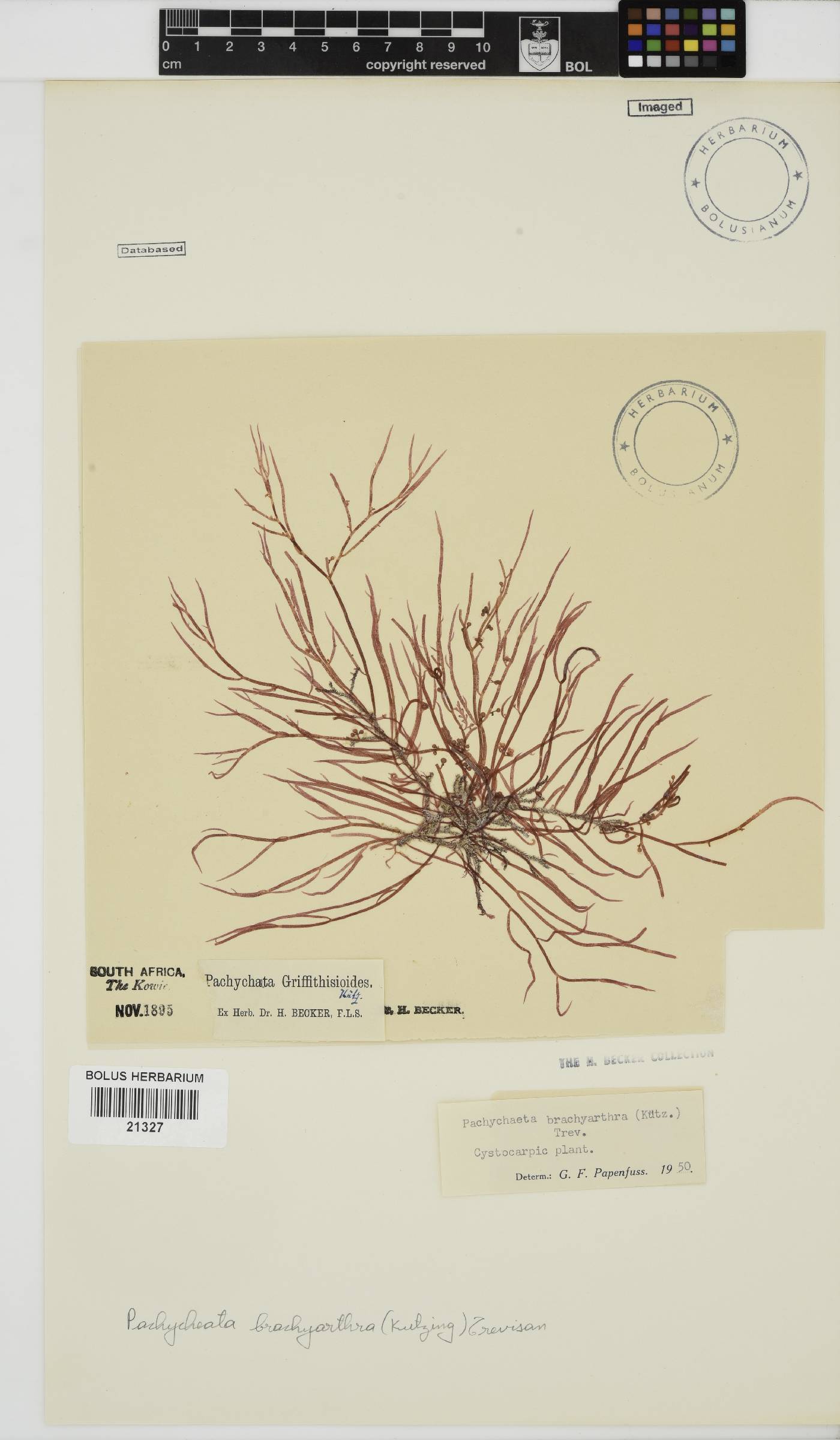 Rhodomelaceae image