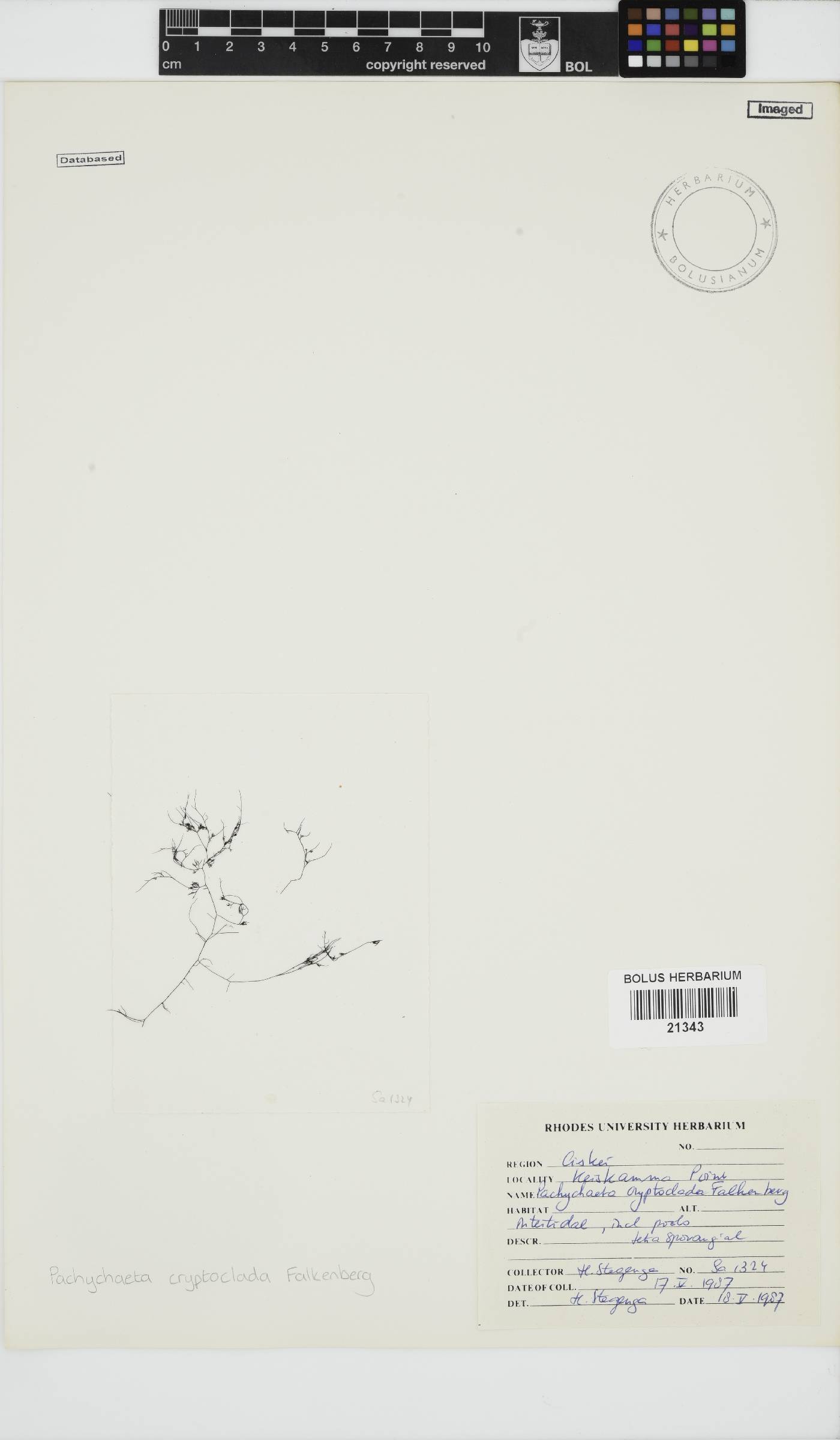 Pachychaeta cryptoclada image