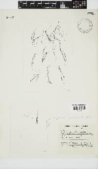 Pachychaeta cryptoclada image