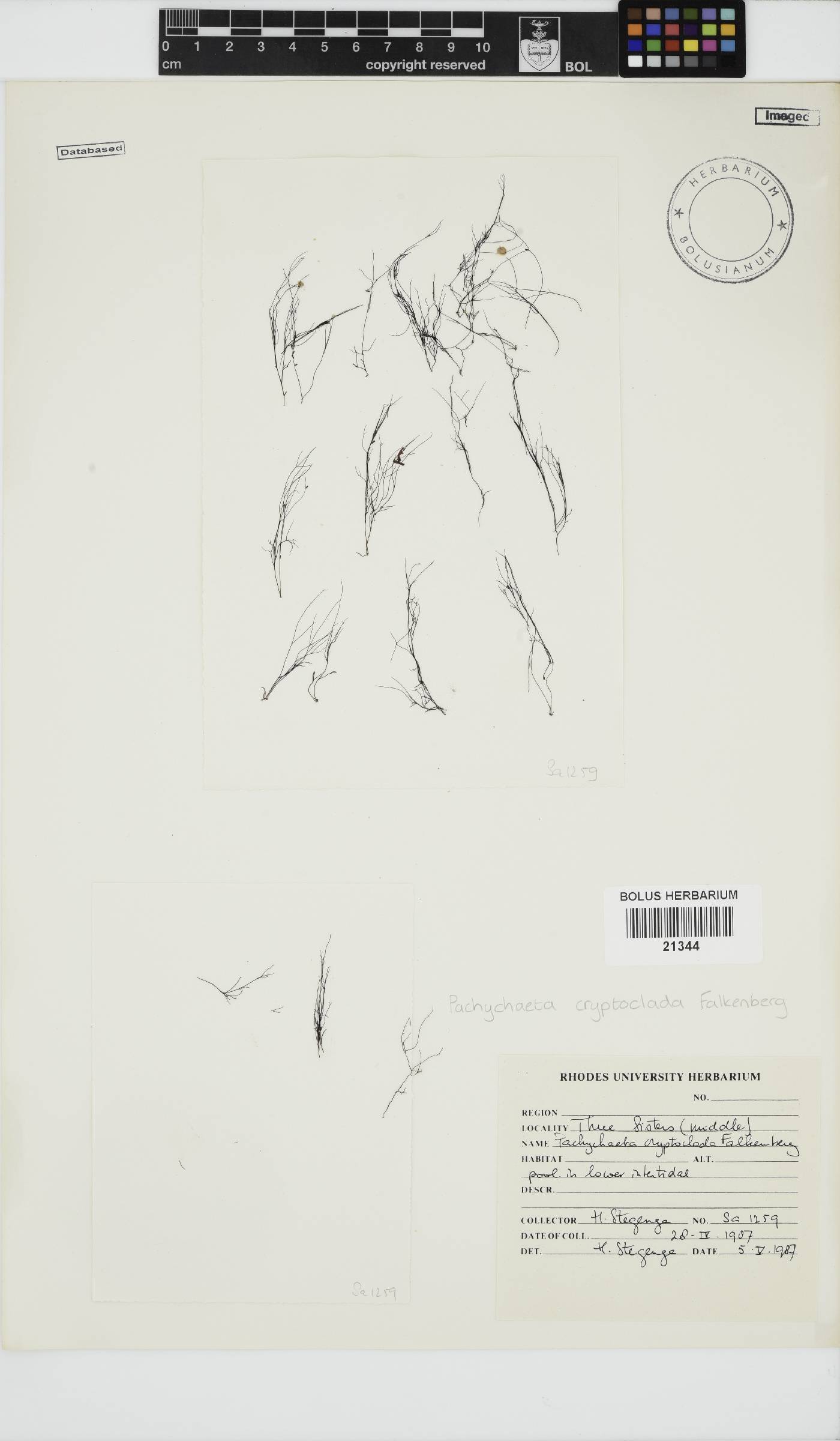 Pachychaeta cryptoclada image