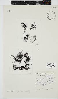Pachychaeta cryptoclada image