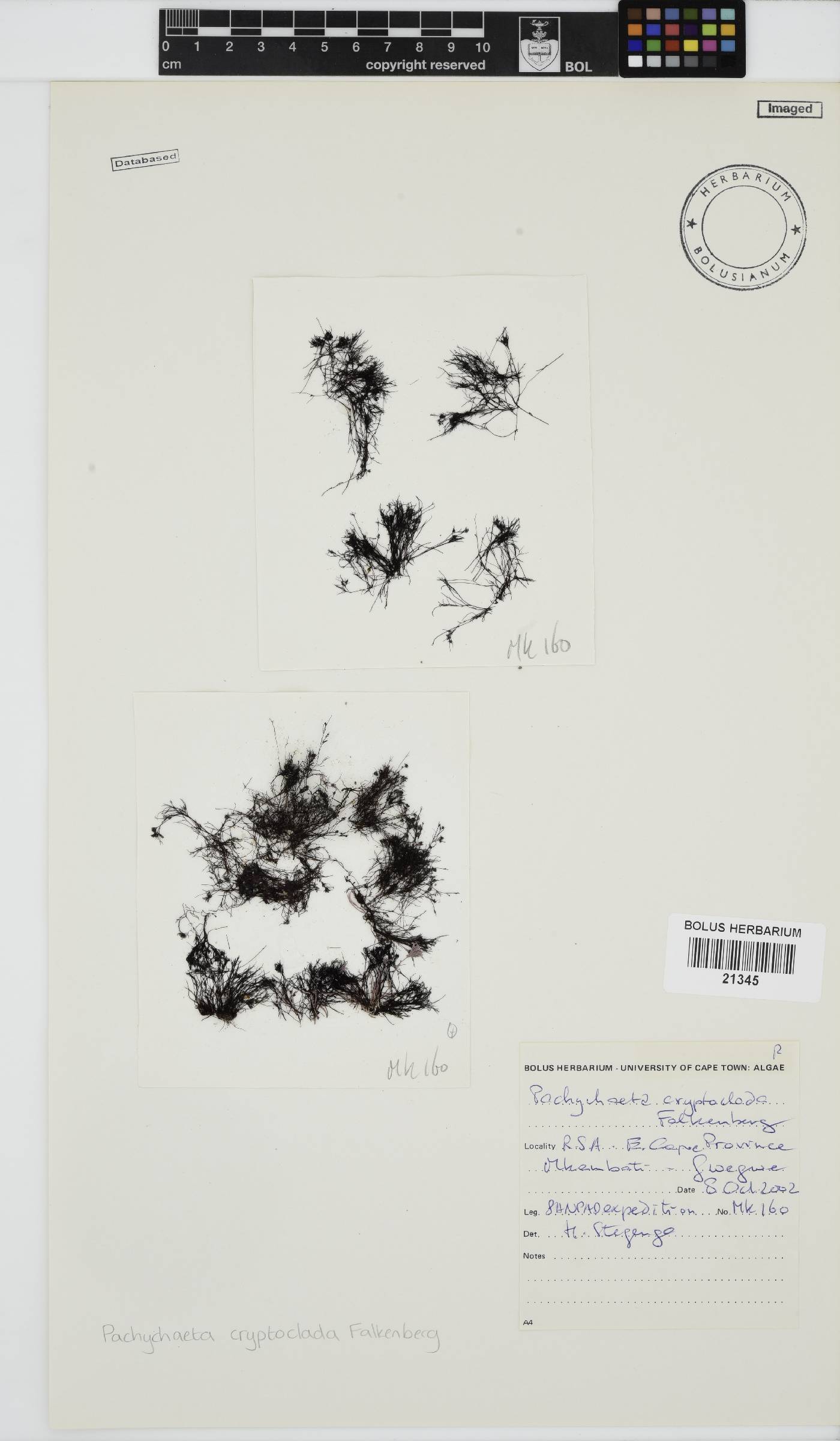 Pachychaeta cryptoclada image