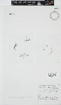 Pachychaeta cryptoclada image