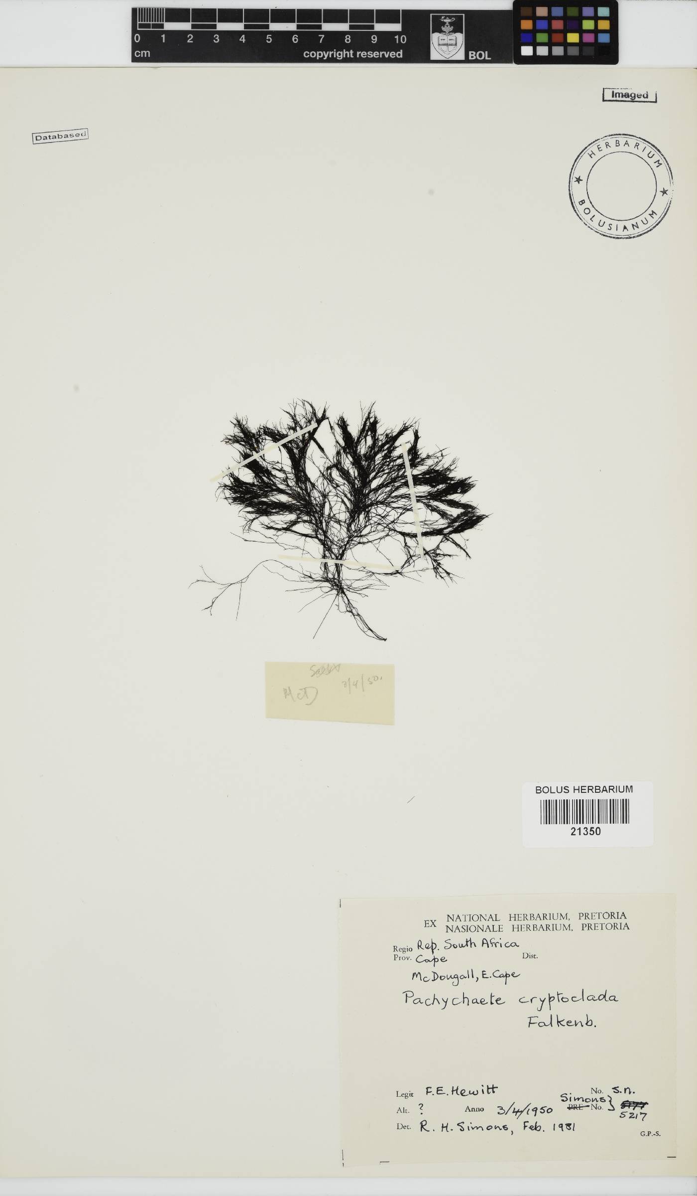 Pachychaeta cryptoclada image