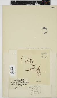Pachychaeta cryptoclada image