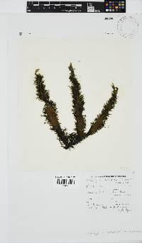Image of Nothogenia erinacea