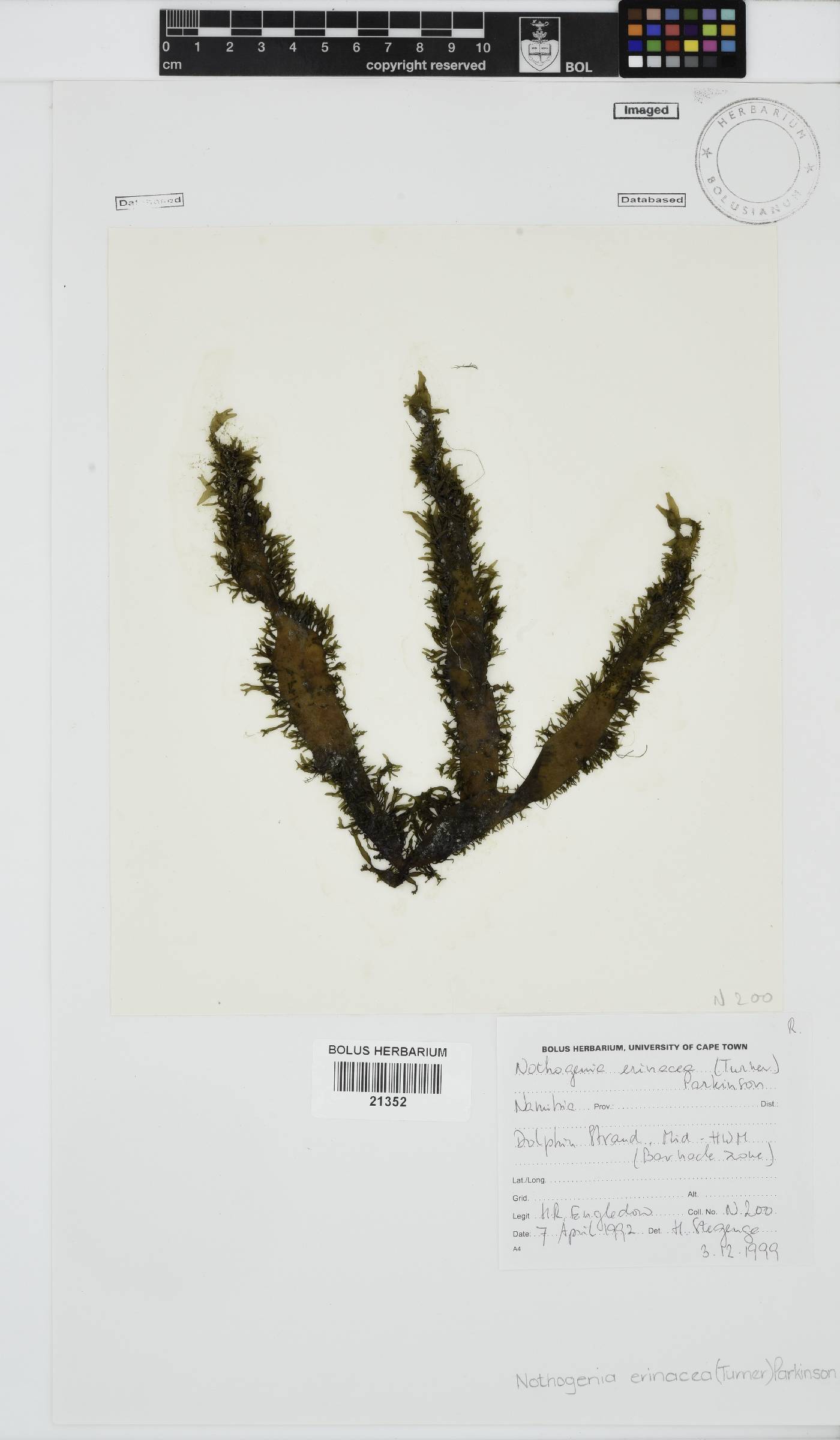 Nothogenia erinacea image