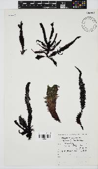 Nothogenia erinacea image