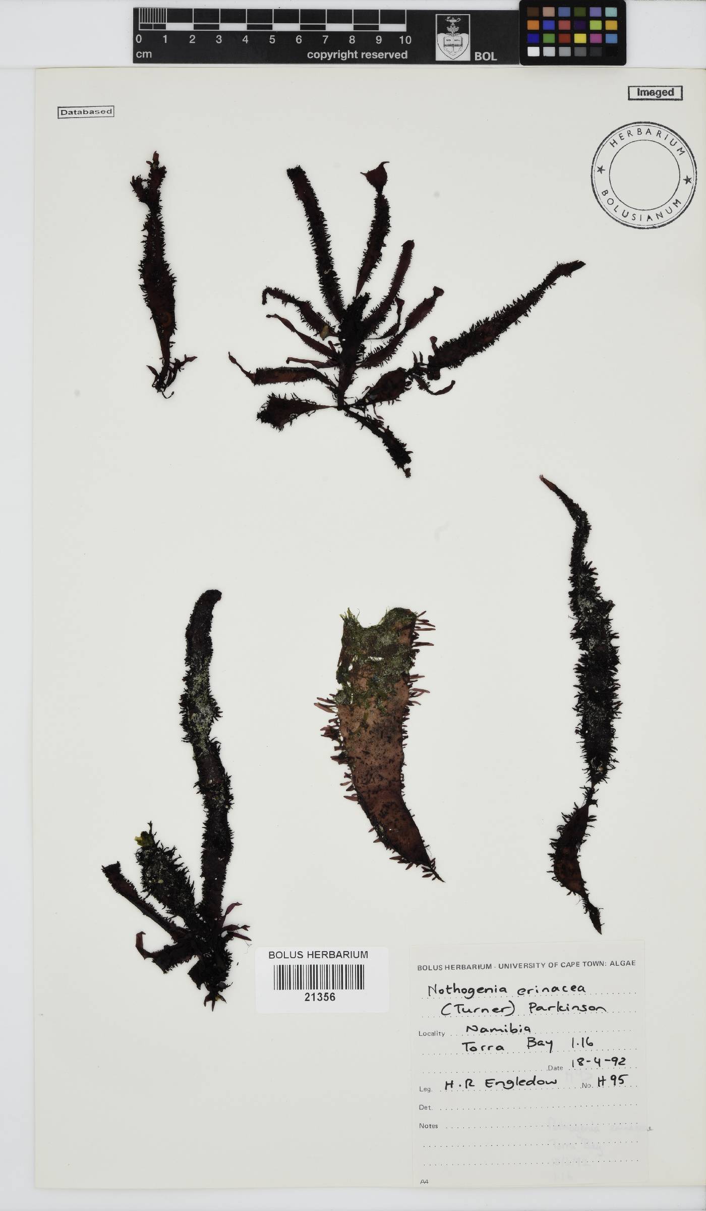 Nothogenia erinacea image