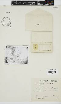 Nothogenia erinacea image